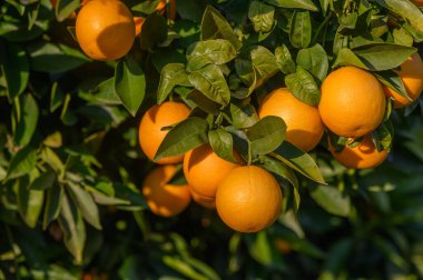 Parlak portakallar sağlıklı yeşil yapraklardan sarkan, öğleden sonra güneşin sıcacık ışığında güneşlenen.