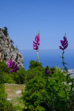 St. Hilarion Şatosu: Kuzey Kıbrıs 'ın Ortaçağ Başyapıtı