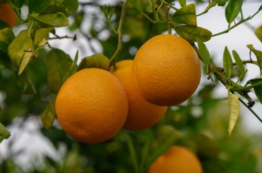 Kalın yeşil dallardan sarkan altın portakallar, yumuşak güneş ışığında parlıyorlar. Etrafını saran yapraklar, meyve bahçesinde verimli bir öğleden sonranın güzelliğini yansıtan sakin bir zemin oluşturur..