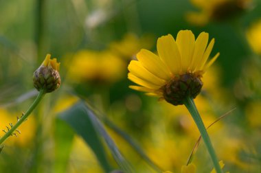 Altın yapraklar tomurcuklanan bir çiçeğin yanında serin bir bahçe atmosferinde yumuşak güneş ışığı altında zarifçe çiçek açar..