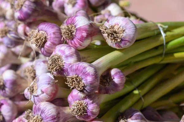 Birbirine bağlı sarımsak soğanları zengin mor derilerini ve sağlam yeşil saplarını, ahşap bir masanın üzerinde sergiliyor, müşterileri açık mavi gökyüzünün altındaki hareketli çiftçi pazarına davet ediyor..
