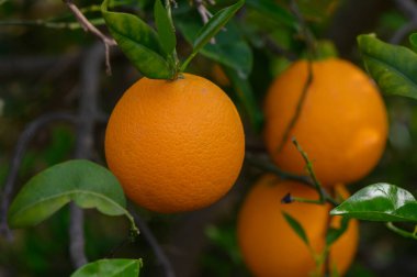 Parlak portakallar yemyeşil bir ağaçtan sarkan, canlı renkleri yapraklara karşı güzelce zıt, güneşli bir günün özünü, sakin bir bahçede yakalıyor..