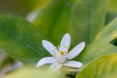 Büyüleyici beyaz bir çiçek, zengin yeşil yaprakların arasına yerleştirilmiş karmaşık taç yaprakları ve sarı mantarlarıyla dikkatleri üzerine çeker. Bu hoş çiçek bahçedeki yenilenmeyi ve güzelliği simgeliyor..