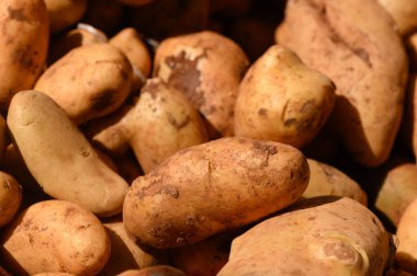 Taze hasat edilmiş patatesler güneş ışığında güneşlenir. Toprak tonlarını ve eşsiz şekillerini doğal ortamlarında sergilerler..