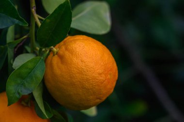 Olgun portakallar canlı yeşil yapraklardan sarkır, sakin bir bahçede güneşlenirler..