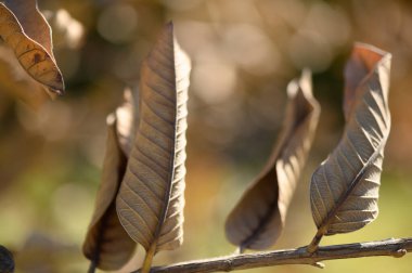 Kurumuş yapraklar dalların üzerinde dinleniyor, ağaçların arasından süzülen yumuşak güneş ışığı altında canlı sonbahar renkleri sergiliyor..