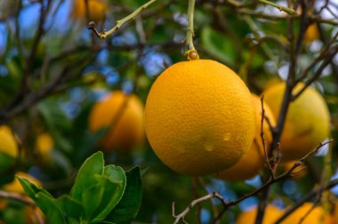 Dallardan sarkan canlı portakallar, yemyeşil yaprakların arasında sıcak güneş ışığında parlıyorlar..