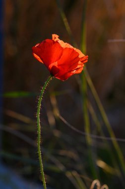 Çarpıcı kırmızı bir gelincik zarif bir şekilde açar. Gün batımının sıcacık parıltısıyla aydınlanan narin yaprakları. Çimenleri saran yumuşak akşam esintisi yumuşak bir atmosfer yaratıyor..