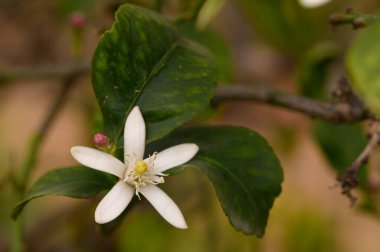 Huzurlu bir bahçede, bir grup narin beyaz çiçek yemyeşil yapraklara karşı güzelliklerini sergiliyor. Güneş ışığı bu sakin sahnenin sakinleştirici atmosferini arttırır..