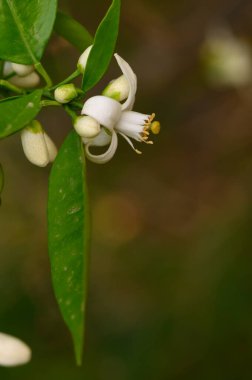 Huzurlu bir bahçe ortamında, küçük beyaz narenciye çiçekleri canlı yeşil yaprakların arasında ortaya çıkar, ilkbaharın erken saatlerindeki nazik ışıkta doğanın inceliğini gösterir..