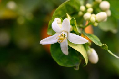 Zarif beyaz yapraklar güneşin sıcaklığına açık, canlı yeşil yapraklar ve genç meyvelerle çevrili, barışçıl bir doğa güzelliği atmosferi yaratıyor..