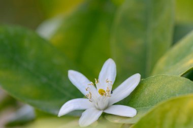 Taze, beyaz bir çiçek, yemyeşil yaprakların arasında zarafetle açar. Sabah güneşi sıcacık bir parıltı salıyor, hayat dolu bir bahçede huzurlu ve huzurlu bir ortam sunuyor..