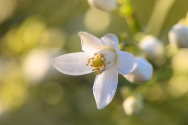 Tek bir beyaz çiçek yapraklarını geniş açar ve öğleden sonra güneşinin sıcacık parıltısıyla yıkanan karmaşık erkek organlarını ortaya çıkarır. Etrafındaki çiçekler sakin bir zemin oluşturarak doğanın güzelliğini arttırır..