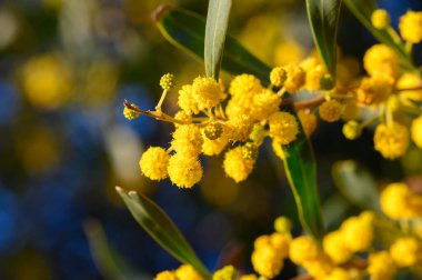 Zarif sarı çiçek kümeleri baharın ılık güneş ışığı altında yemyeşil dalları süsler. Canlı renkler, berrak mavi bir gökyüzünün arka planıyla çok güzel tezat oluşturuyor..