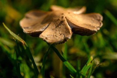 Karmaşık dokular sergileyen küçük bir mantar, yumuşak doğal ışık altında canlı otlardan yükselir..