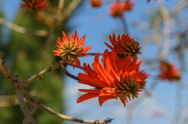İnce dallardan parlak turuncu çiçekler fışkırarak yumuşak mavi gökyüzü ve yeşil yapraklarla dolu bir zemin üzerinde karmaşık detaylar sergiliyor. Doğanın canlı görüntüsü büyüleyicidir.