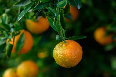 Olgunlaşmış portakallar yapraklı dallardan sarkan, resimsi bir meyve bahçesinin sıcak güneşinde güneşlenen.