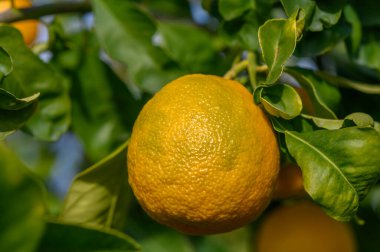 Bereketli yeşil yapraklar olgun bir portakalı beşiyorlar, sıcak güneş ışığı altında manzaralı bir meyve bahçesinde parlıyorlar..