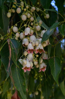 Yeşil yapraklardan güzel bir krem ve soluk pembe renk karışımı gösteren çiçek demetleri zarif bir şekilde ortaya çıkar. Güneş ışığı bu çiçekli görüntünün ince detaylarını aydınlatıyor..