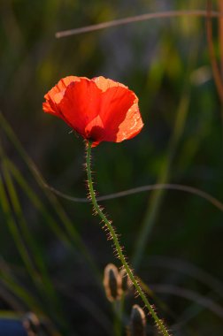 Tek bir kırmızı gelincik zarif bir şekilde duruyor, dingin bir çayırdaki sıcak altın güneş ışığıyla aydınlatılıyor. Narin yapraklar, etrafını saran yemyeşil çimlerle çok güzel tezat oluşturuyor..