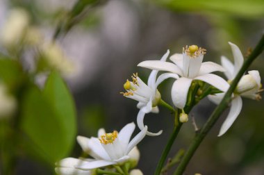 Sarı merkezli yumuşak beyaz çiçekler yeşil yapraklardan çıkar ve güneşli bir bahçede çarpıcı bir kontrast yaratır. Hafif bir esinti onların zarafetini arttırır, doğanın güzelliğini sembolize eder..