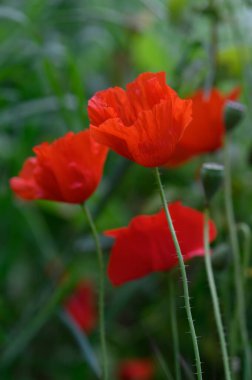Parlak kırmızı gelincikler, batan güneşin sıcacık parıltısıyla aydınlanan yemyeşil bir bahçede usulca sallanırlar..