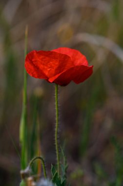 Parlak kırmızı bir gelincik yeşil çimlerin arasında duruyor, ılık bir bahar akşamüstü güneşinin tadını çıkarıyor..