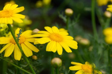 Canlı sarı çiçekler yemyeşil yapraklarla çevrili bahçede yavaşça dans eder. Arılar etrafta uçuyor, doğanın uyanışıyla bahar mevsiminin güzelliğinin tadını çıkarıyorlar..