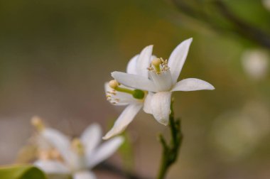 Kırılgan beyaz çiçekler açılır, karmaşık ayrıntılarını ve sakin bir bahçede hoş kokularını ortaya çıkarır. Atmosfer, ilkbaharın erken dönemlerinin özünü yakalıyor ve dinginliği davet ediyor..