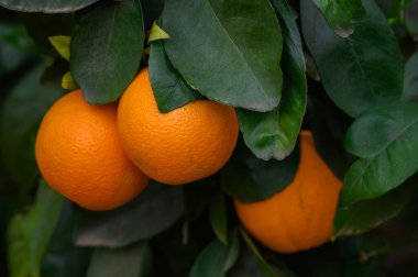 Olgunlaşmış portakallar dallardan zarif bir şekilde sarkıyor, yemyeşil yapraklarla çevrili, güneşli bir öğleden sonranın özünü yakalıyor gelişmekte olan bir meyve bahçesinde..