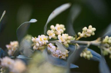 Yumuşak pastel çiçekler zengin yeşil yapraklar arasında çiçek açarak ılık bir bahar gününde huzurlu bir atmosfer yaratırlar. Nazik ışık, narin güzelliklerini ve karmaşık ayrıntılarını vurgular..