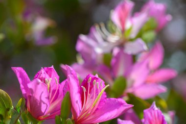 Renkli pembe çiçekler yeşil yaprakların arasında çiçek açar. Huzurlu bir bahar bahçesinde güneş ışığı altında parlarlar. Sahne tazelik ve kıştan uyanan doğanın güzelliğini yansıtıyor..