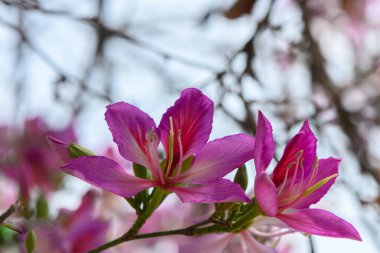 Canlı pembe çiçekler, yapraklarını güneşe doğru açar. Sakin bir bahçede tomurcuklanan çiçeklerin bulanık arka planına karşı karmaşık detaylar sergilerler..