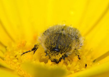 Küçük, tüylü bir arı, parlak sarı bir çiçekten polen toplar. Güneş ışığı, arı vücudunun karmaşık detaylarını aydınlatır. Sıcak bir öğleden sonra doğadaki temel rolünü vurgular..