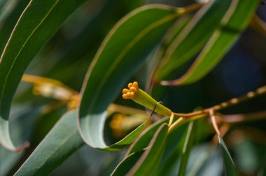 Kuzey Kıbrıs 'ta Ökaliptüs Çiçekleri