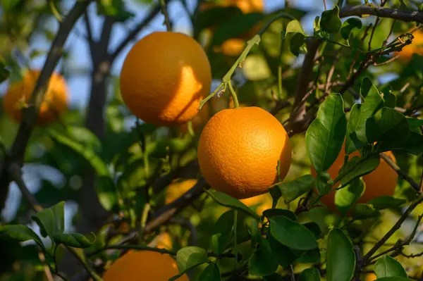 Bereketli yeşil yapraklar olgunlaşmış portakallar güneş ışığı sakin bir meyve bahçesinde canlı renklerini aydınlatırken.