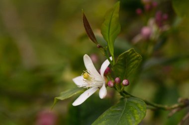 Göz kamaştırıcı beyaz bir çiçek, pembe tomurcuklarla süslenmiş canlı yeşil yaprakların arasında patlar. Bu huzurlu an doğanın güzelliğini yakalar baharın yumuşak ışığında uyanan.
