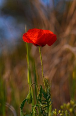 Tek bir gelincik çiçeği, uzun yeşil çimenlerin arasında parlak kırmızı renklerde parıldar. Gün batımının yumuşak ışığıyla güzelce aydınlatılır. Huzurlu bir manzarada, doğanın narin güzelliğini somutlaştırır..