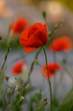 Canlı kırmızı gelincikler narin yapraklarını sergilerler, yemyeşil yaprakların arasında zarif bir şekilde salınırlar. Sıcak altın ışık huzurlu bir atmosfer yaratıyor, bahçe gezintisi için mükemmel..