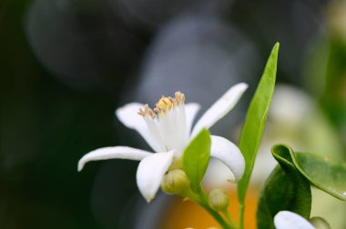 Yumuşak yaprakları ve canlı yeşil yapraklarıyla baş döndürücü beyaz bir çiçek, doğanın sanatını ve sükunetini gösteren, ılık güneş ışığıyla yıkanmış bir bahçede ortaya çıkar..