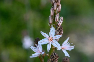 Yumuşak beyaz çiçekler yeşillikten zarif bir şekilde ortaya çıkar, sakin bir açık hava ortamında baharın güzelliğini yakalar..