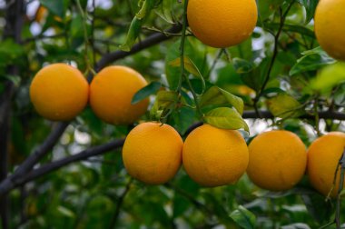 Altın portakallar dallardan sarkan, güneşli bir meyve bahçesinde verimli bir hasat için bir vasiyet hayat ile gelişiyor..