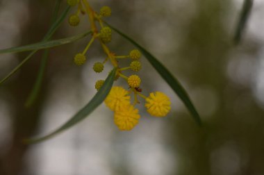 Canlı sarı çiçekler, sakin bir açık havada yemyeşil yeşillikler arasında zarif bir şekilde çiçek açar ve huzurlu bir günde ışığı yakalar. Doğa, güzelliğini zahmetsizce sergiler..