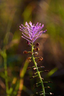 Canlı bir mor çiçek zarif bir şekilde yeşil yaprakların arasında ortaya çıkar ve batan güneşin sıcak altın ışığını yakalar. Bu huzurlu an doğanın güzelliğini ve uyumu vurguluyor..