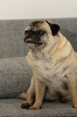 Çekici bir köpek yumuşak, gri bir kanepeye rahatça oturur ve sevimli yüz hatlarını sergiler. Sıcak atmosfer, sıcak bir evdeki huzurlu bir anı yansıtıyor. Arkadaşlığı ve neşeyi davet ediyor..