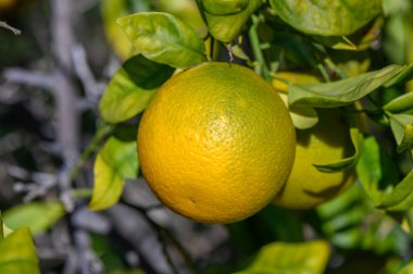 Portakallar, sıcak öğleden sonra güneşinin altında yemyeşil yapraklarla çevrili dalların üzerinde ışıl ışıl parlıyor..