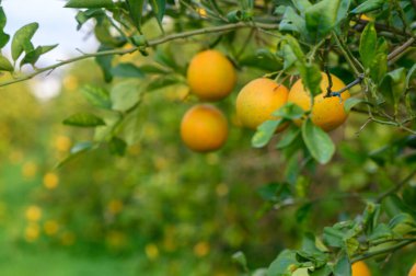 Güneş ışığı yemyeşil yaprakların arasından süzülür, olgunlaşmış portakalları aydınlatır, sakin bir meyve bahçesinde dallara tutunur..