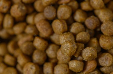 Sayısız küçük, yuvarlak, kahverengi köpek yavruları köpek yavruları için mükemmel bir davet kümesi oluşturur..