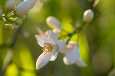 Canlı bir bahçede, zarif beyaz çiçekler çiçek açar, güneş ışığı yaprakların arasından yavaşça süzülürken güzel bir ışık saçar. Doğa gelişiyor, yeni bir hayat ve yenilenme sergiliyor..