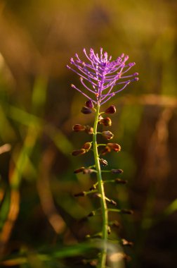 Çarpıcı bir kır çiçeği gökyüzüne uzanır ve canlı mor çiçeklerini yumuşak yeşil çimen zemininde sergiler. Altın saat, bu huzurlu sahnede sıcak bir parıltı yayıyor..